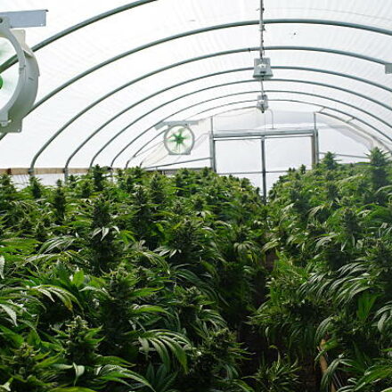 Useful Tips For Class A Growers License Michigan.