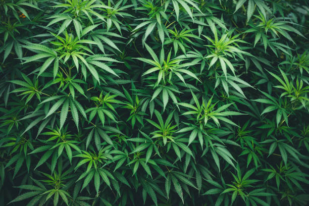 Everything You Need To Know About Cannabis Outdoor