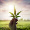 How To Growing Marijuana in Michigan?