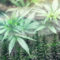 6 Tips To Avoid Failure In Growing Marijuana.