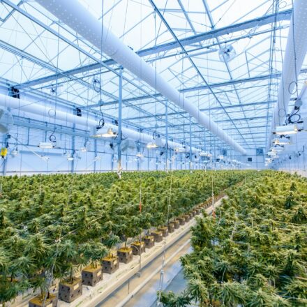 Michigan Class C Grower License Requirements: A Brief Introduction