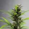 How Many Marijuana Plants Can You Grow In Michigan?