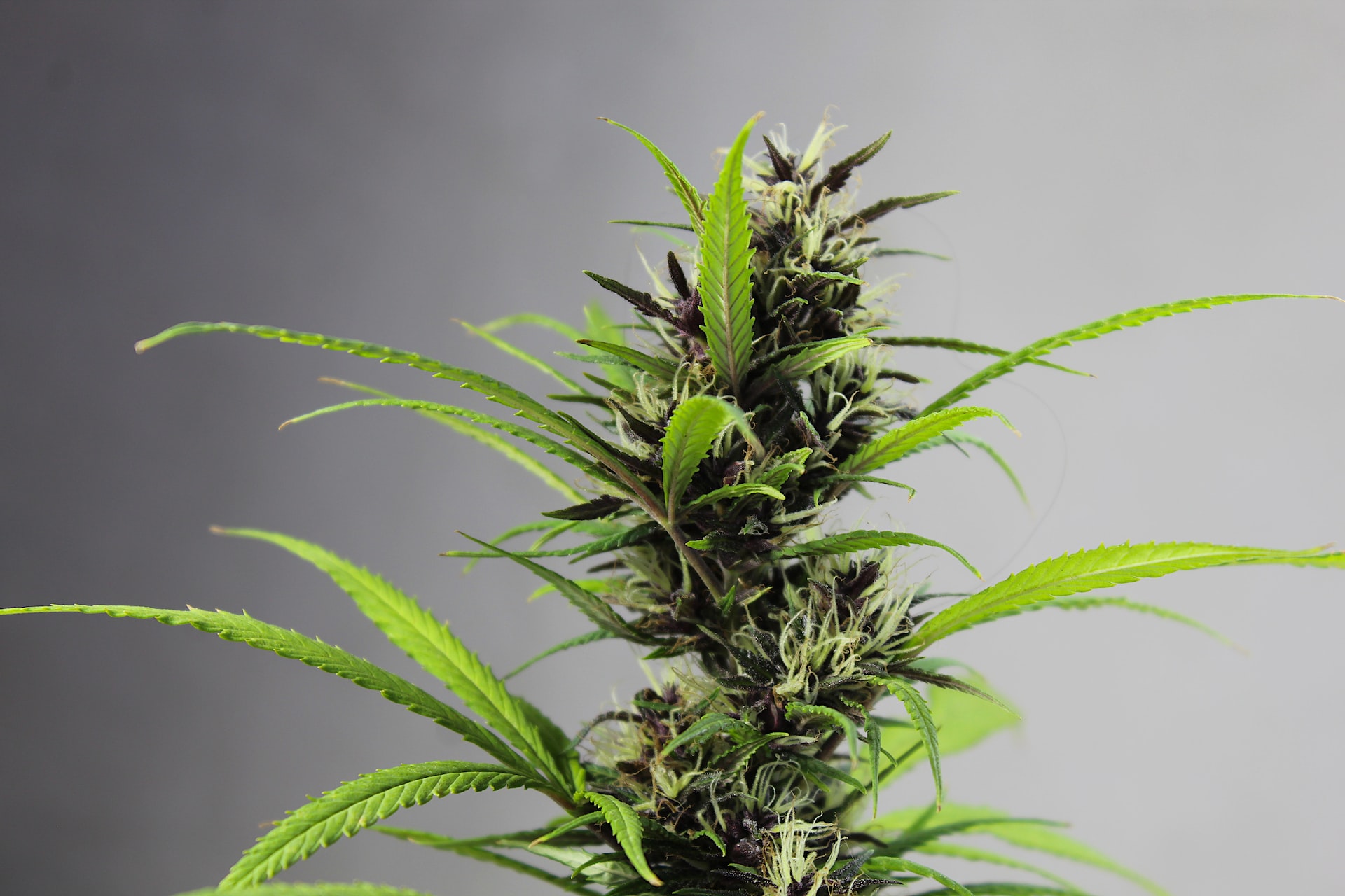 How Many Marijuana Plants Can You Grow In Michigan?
