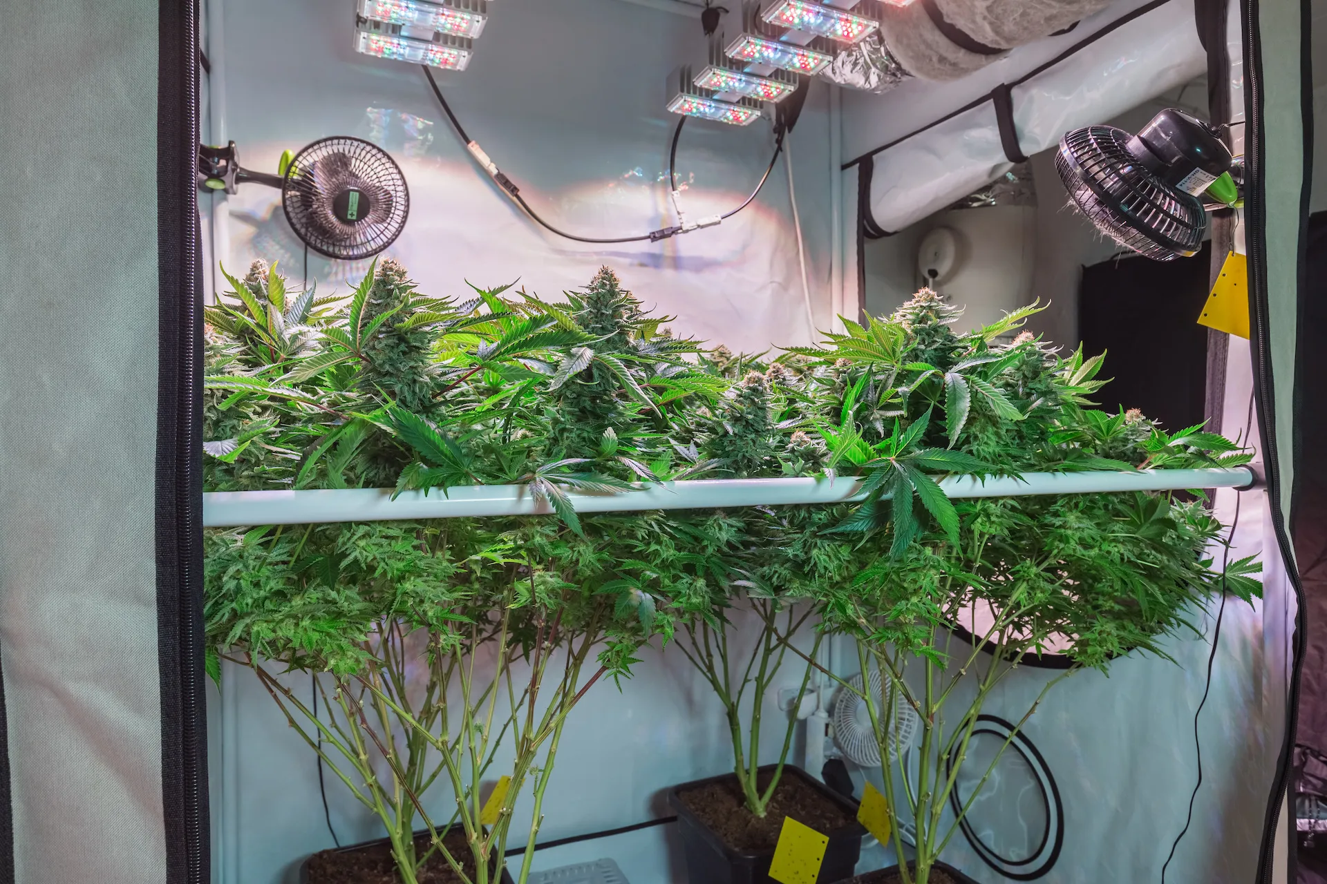 Creating an Ideal Weed Grow Setup: Guide to Successful Cultivation