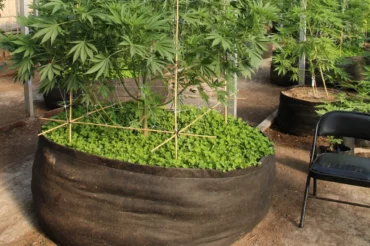  Out Door Grow Of Cannabis: Power of Nature’s Cultivation 