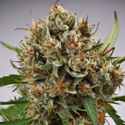 Exploring the Potent Effects of Cherry Bomb Strain