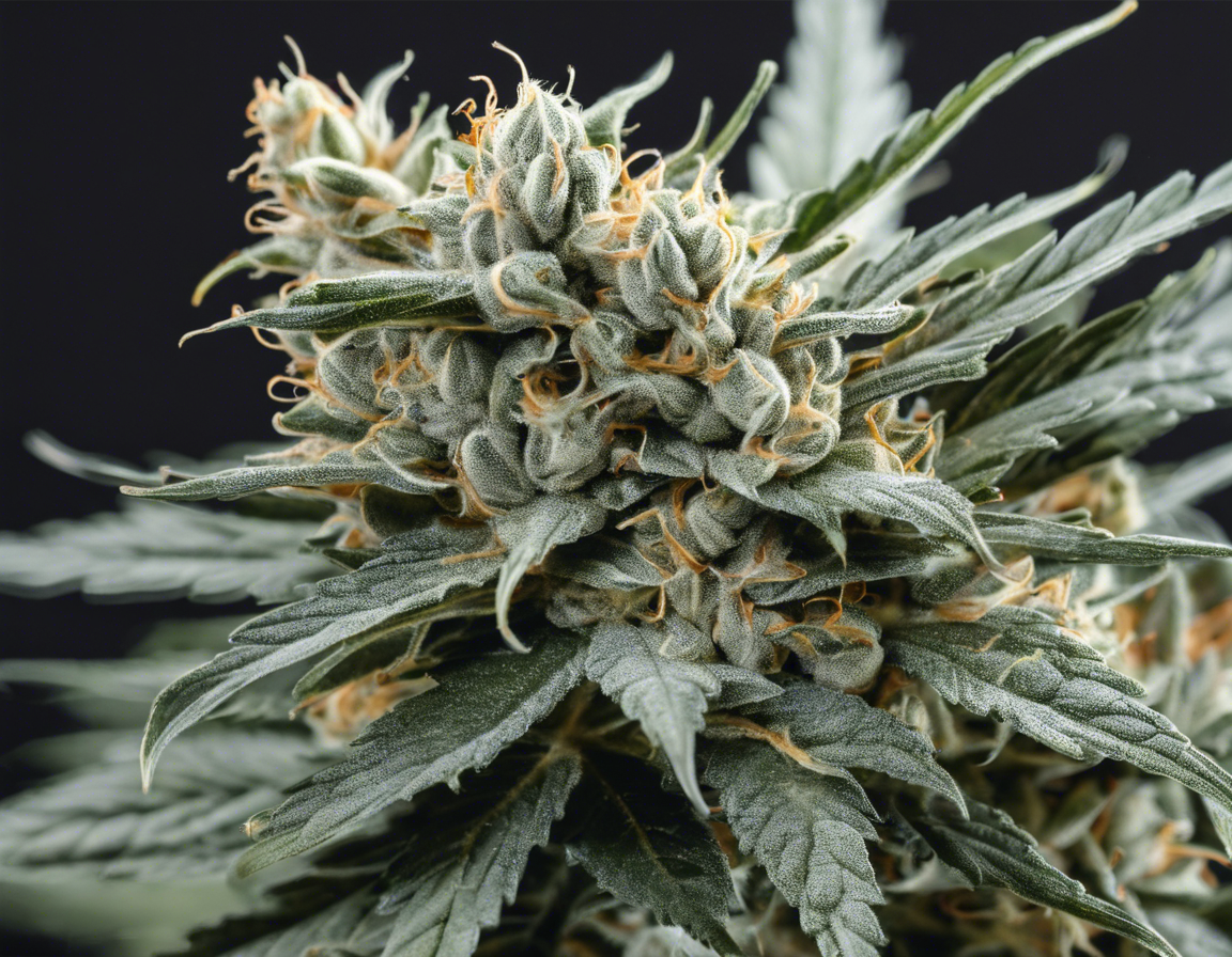 Unveiling the Mystique of Ghost OG Strain