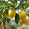 Getting to Know Lemon Tree Sharing: A Refreshing Way to Connect
